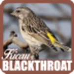 kicau blackthroat android application logo